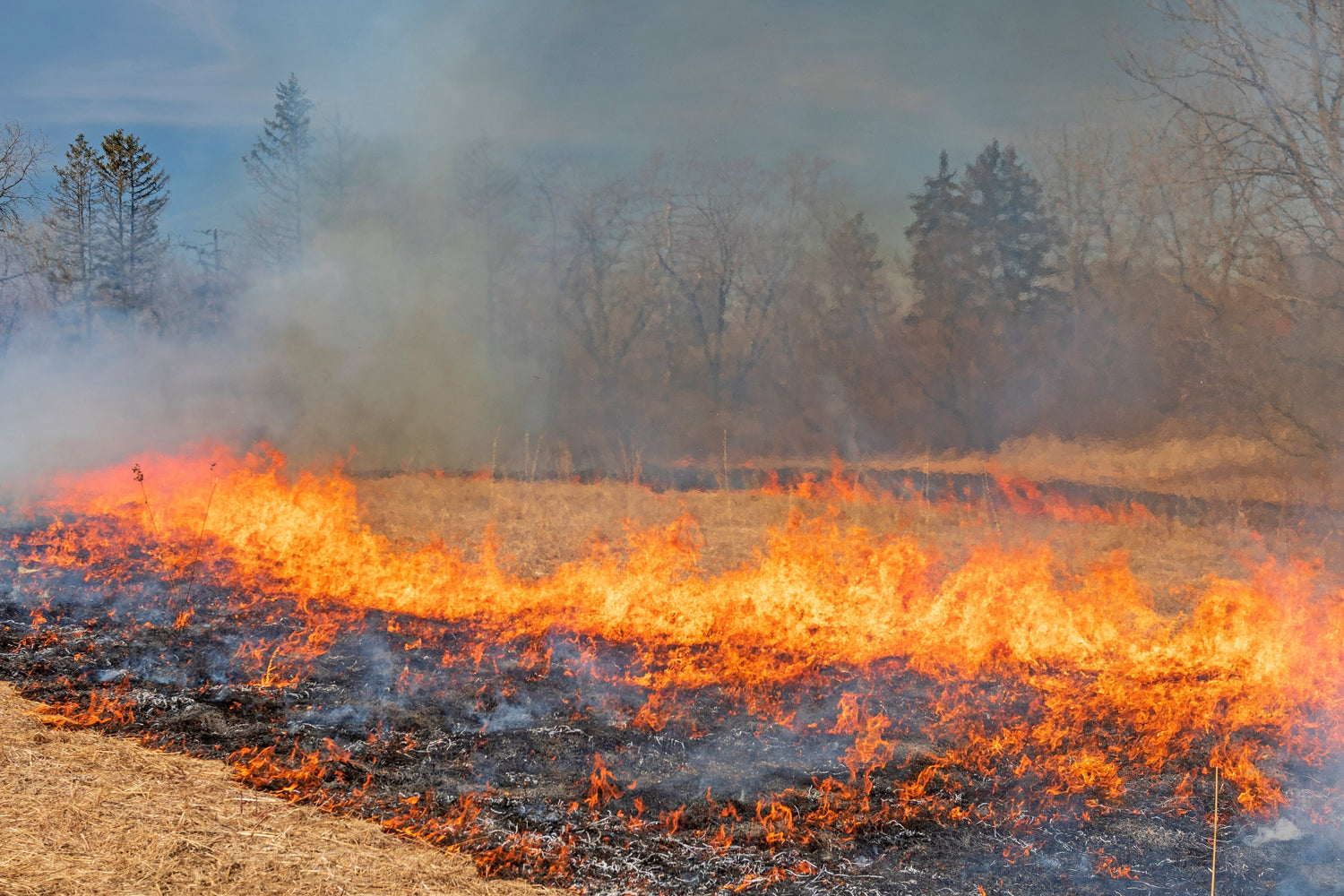 Using Fire to Improve Habitat